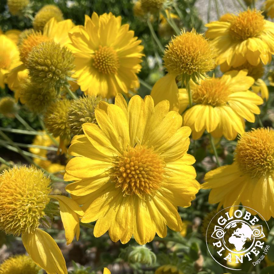 GAILLARDIA SUN BUDDIES Gold® - Pépinière La Forêt