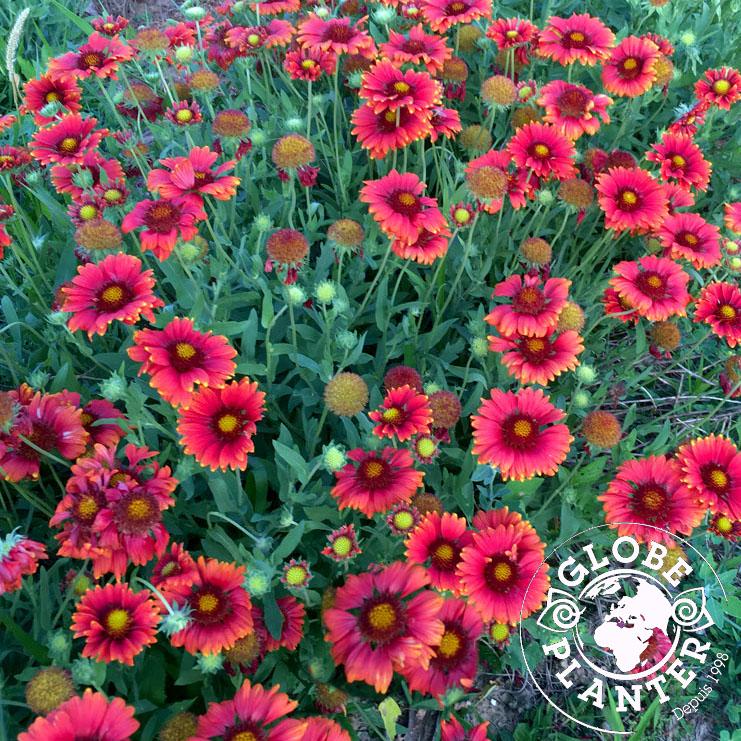 GAILLARDIA SUN BUDDIES RED® - Pépinière La Forêt