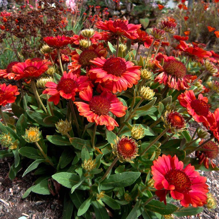GAILLARDIA aristata Spin To Red ®  - Pépinière La Forêt