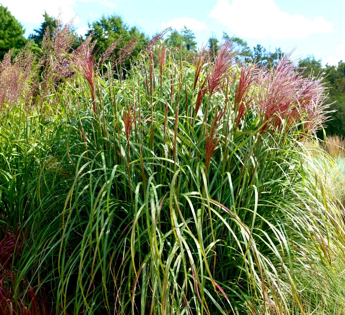 MISCANTHUS sinensis Rotsilber - Pépinière La Forêt