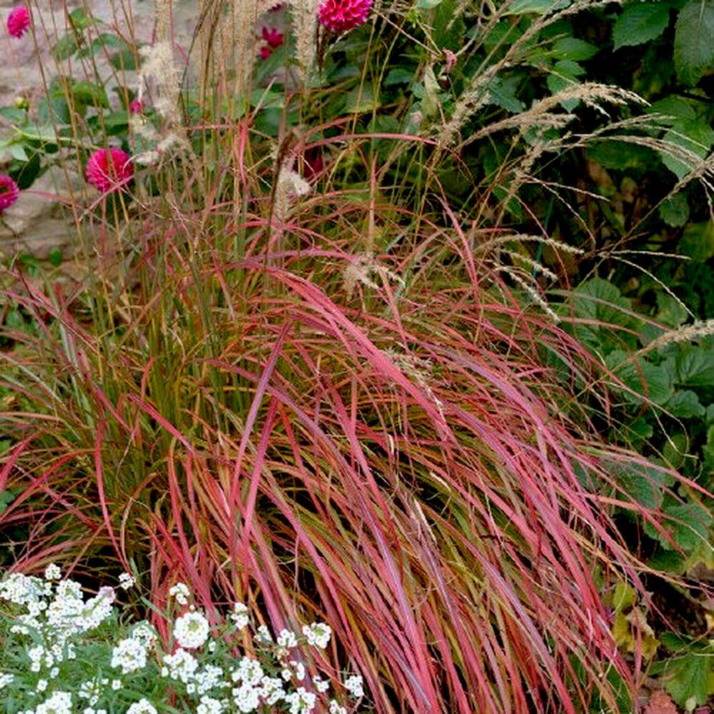  MISCANTHUS sinensis Little Miss - Pépinière La Forêt