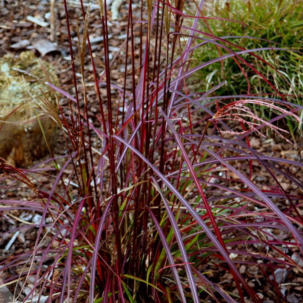  MISCANTHUS sinensis Ruby Cute ®  - Pépinière La Forêt