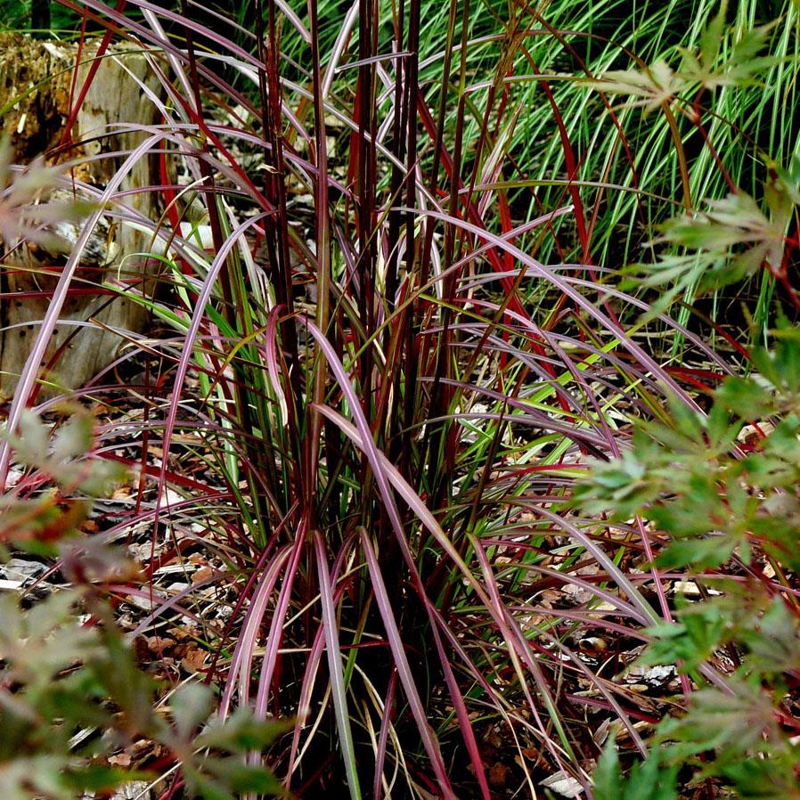  MISCANTHUS sinensis Ruby Cute ®  - Pépinière La Forêt