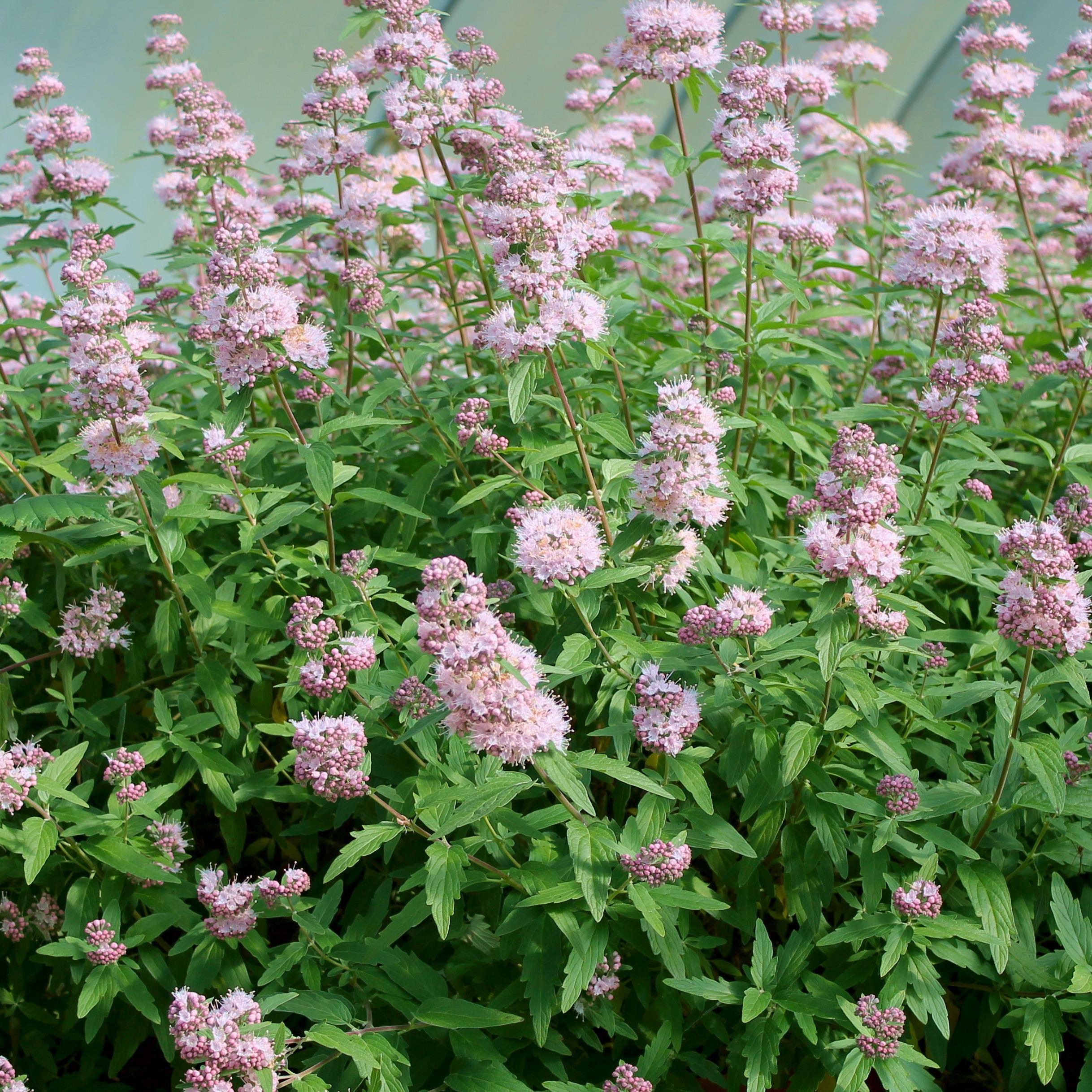 CARYOPTERIS Stephi ®   - Pépinière La Forêt