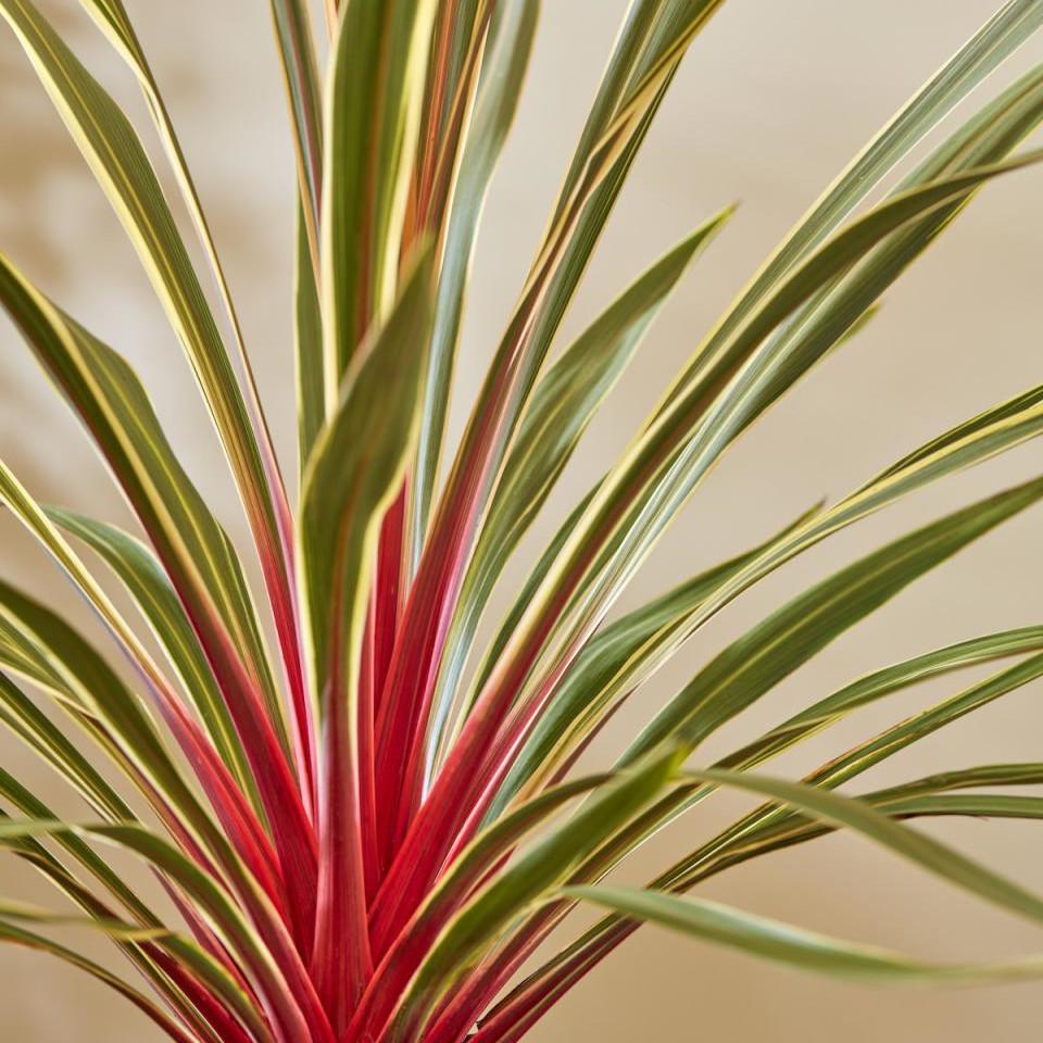 CORDYLINE Magic Star ®  - Pépinière La Forêt