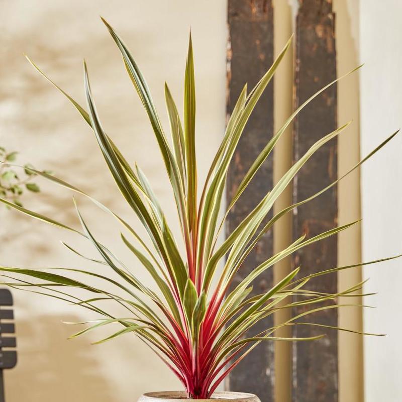 CORDYLINE Magic Star ®  - Pépinière La Forêt