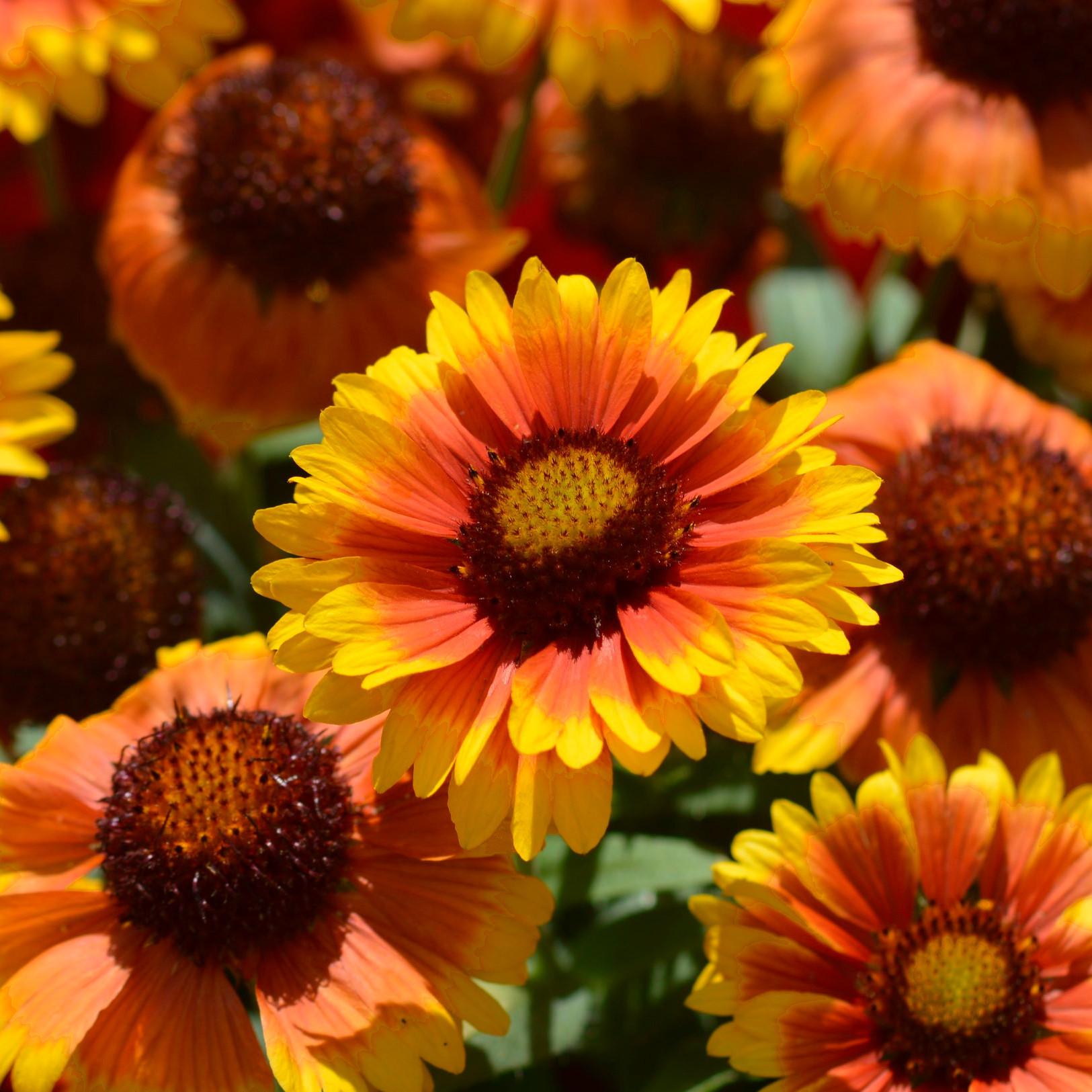 GAILLARDIA aristata Spin To Red Stardust ®  - Pépinière La Forêt