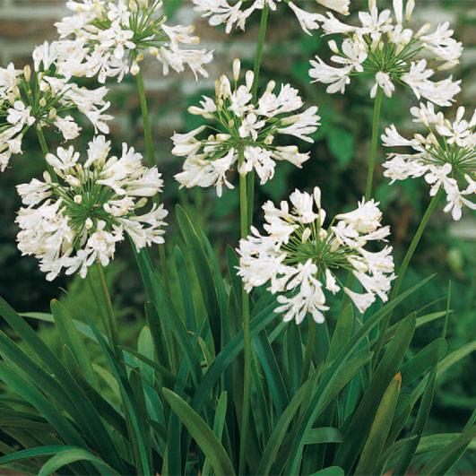 AGAPANTHUS Arctic Star ® - Pépinière La Forêt