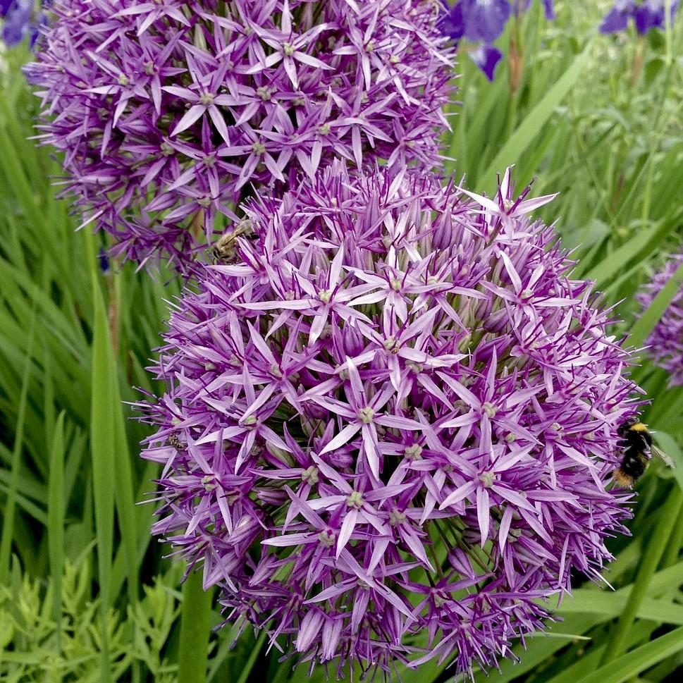 ALLIUM christophii - Pépinière La Forêt