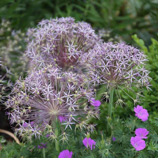 ALLIUM christophii - Pépinière La Forêt