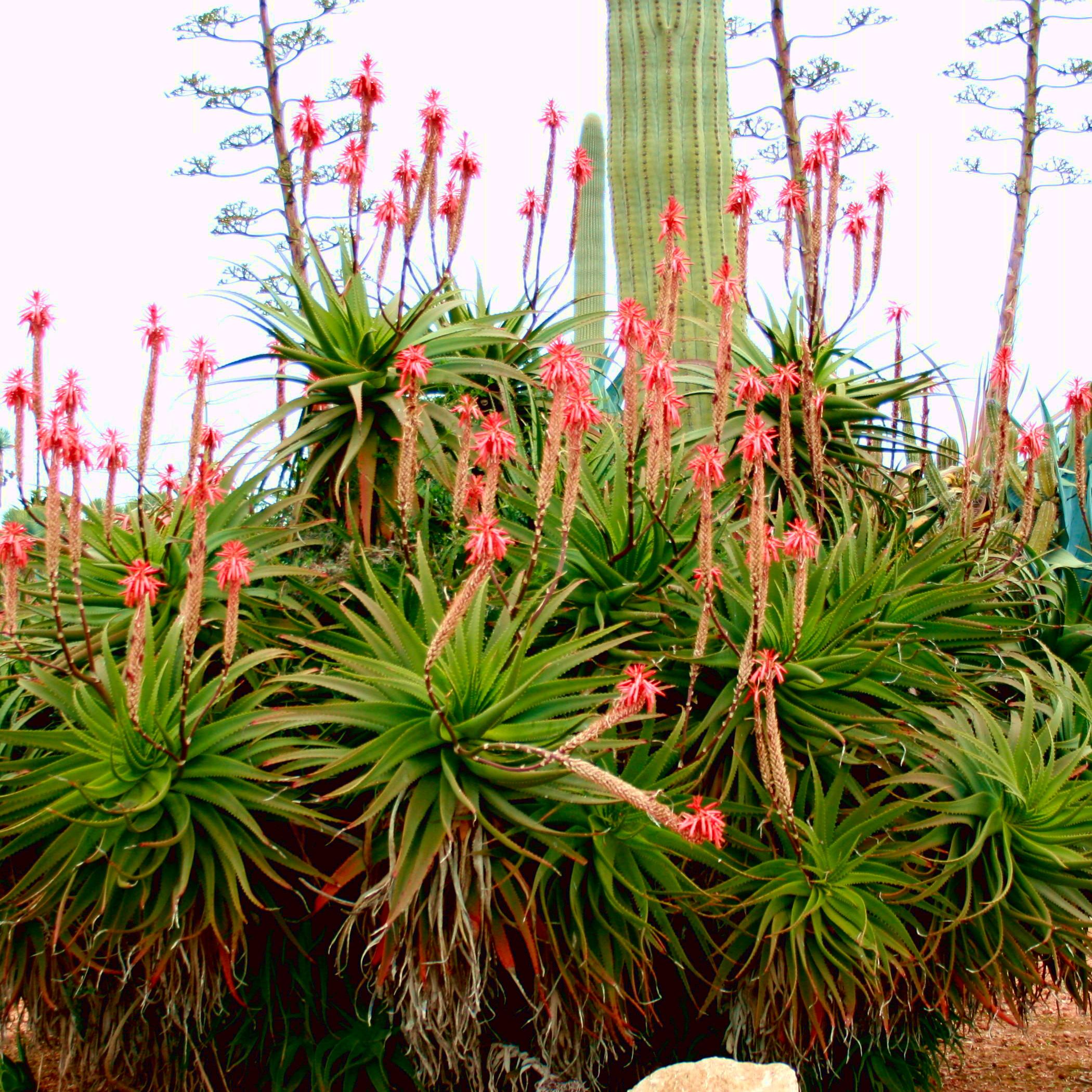 ALOE arborescens  - Pépinière La Forêt