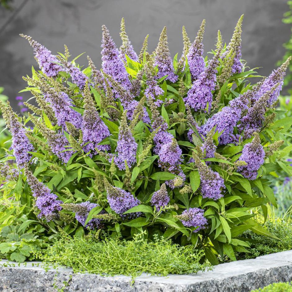 BUDDLEJA Butterfly Candy Little Lila ®  - Pépinière La Forêt