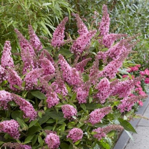 BUDDLEJA Butterfly Candy Little Pink ®  - Pépinière La Forêt