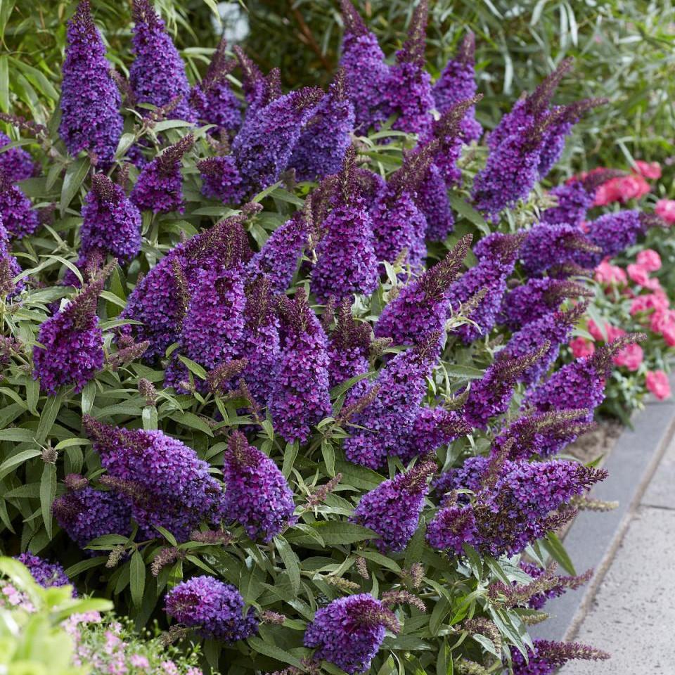 BUDDLEJA Butterfly Candy Little Purple ®  - Pépinière La Forêt