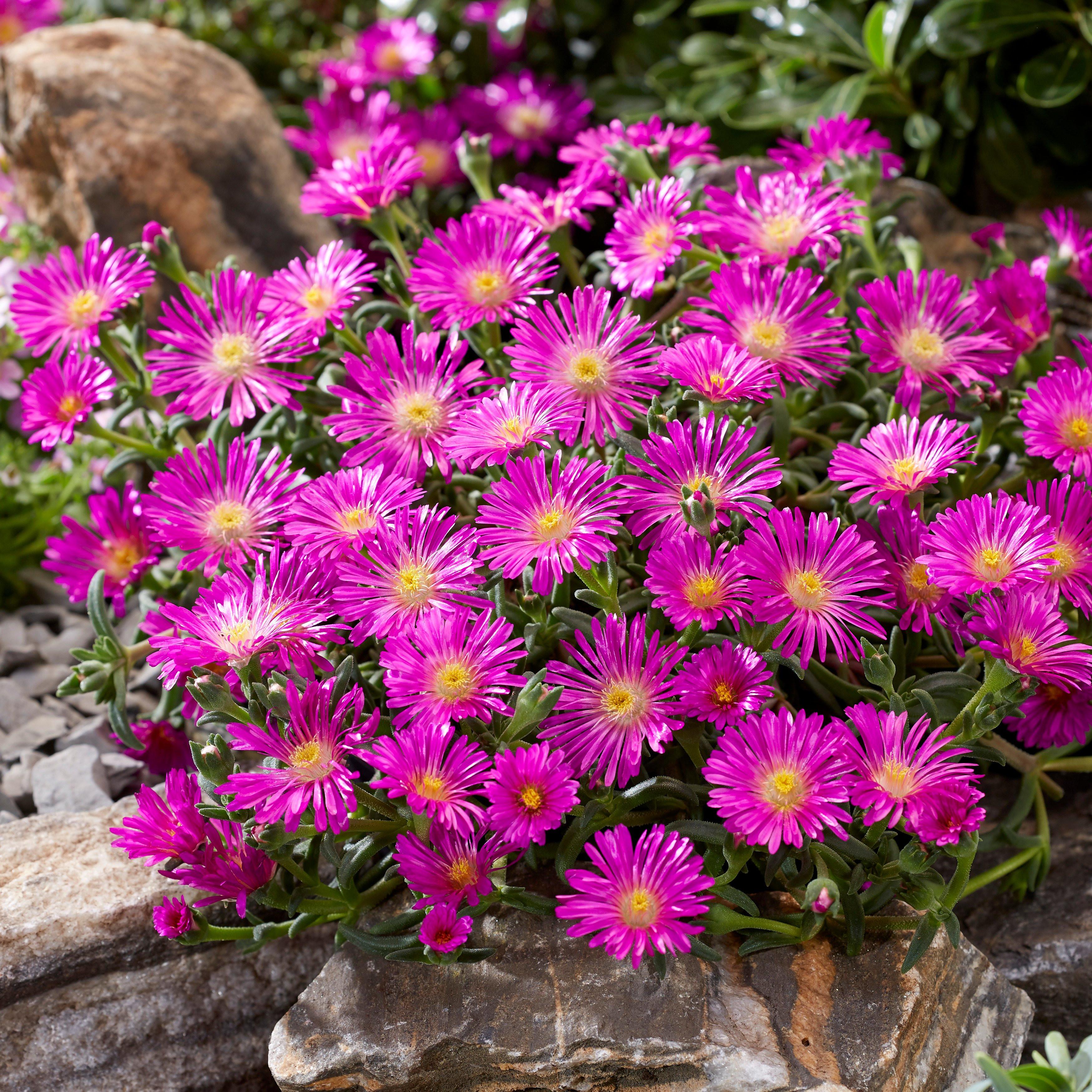 DELOSPERMA Ocean Sunset Violet ®  - Pépinière La Forêt