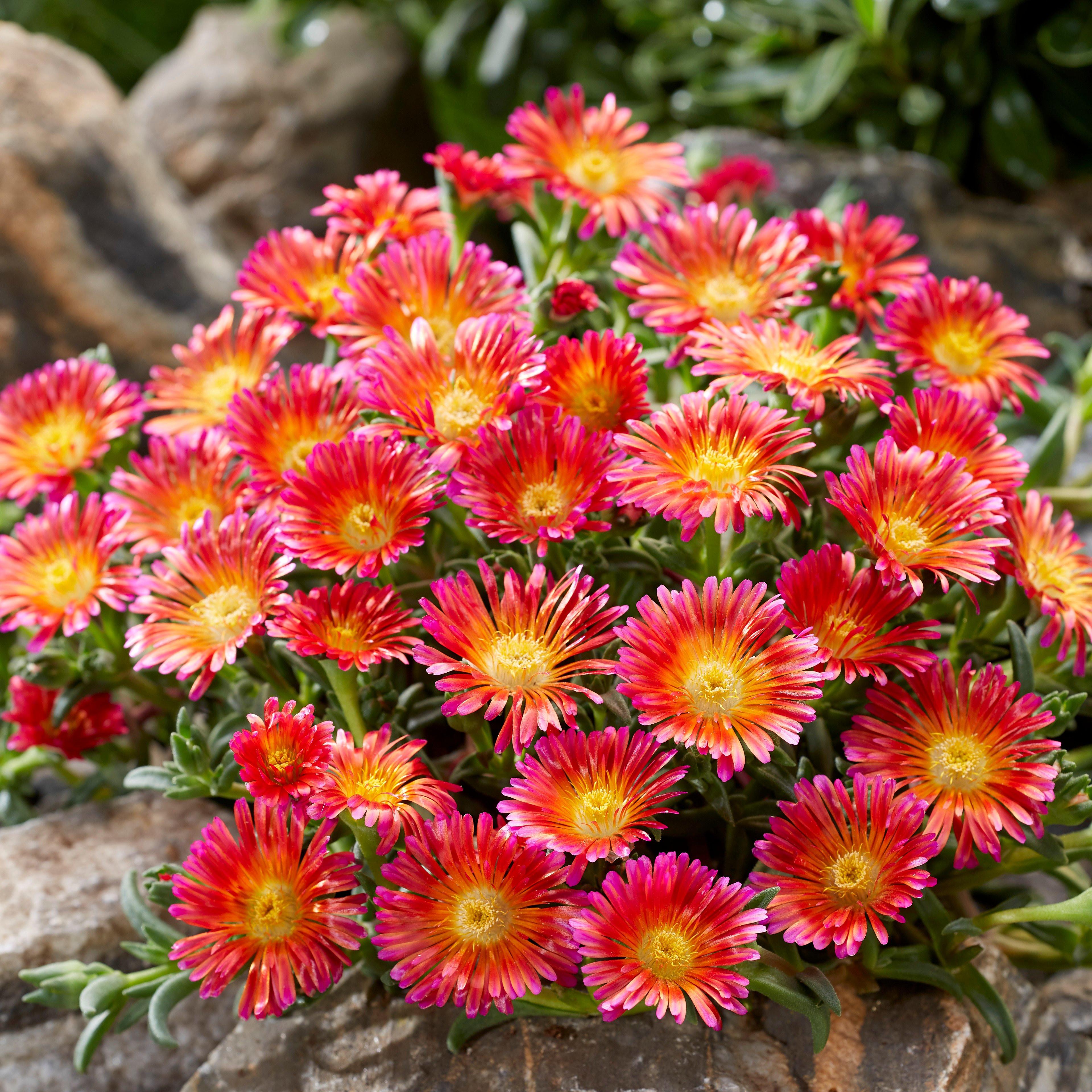 DELOSPERMA Ocean Sunset Orange Vibe ®  - Pépinière La Forêt