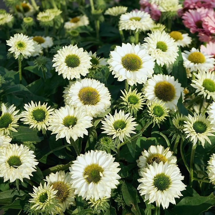 ECHINACEA SunSeekers White Perfection ®  - Pépinière La Forêt