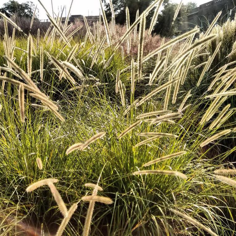 PENNISETUM macrourum - Pépinière La Forêt