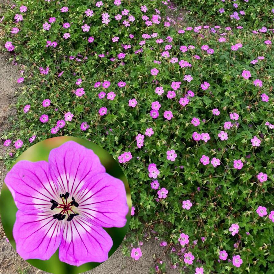 GERANIUM Kelly Anne ®  - Pépinière La Forêt