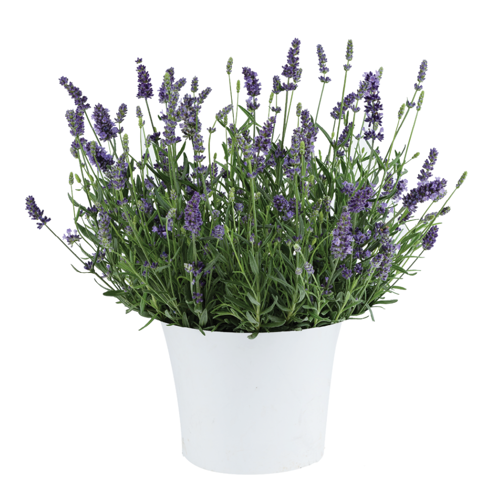 LAVANDULA LAYLA BLUE - Pépinière La Forêt