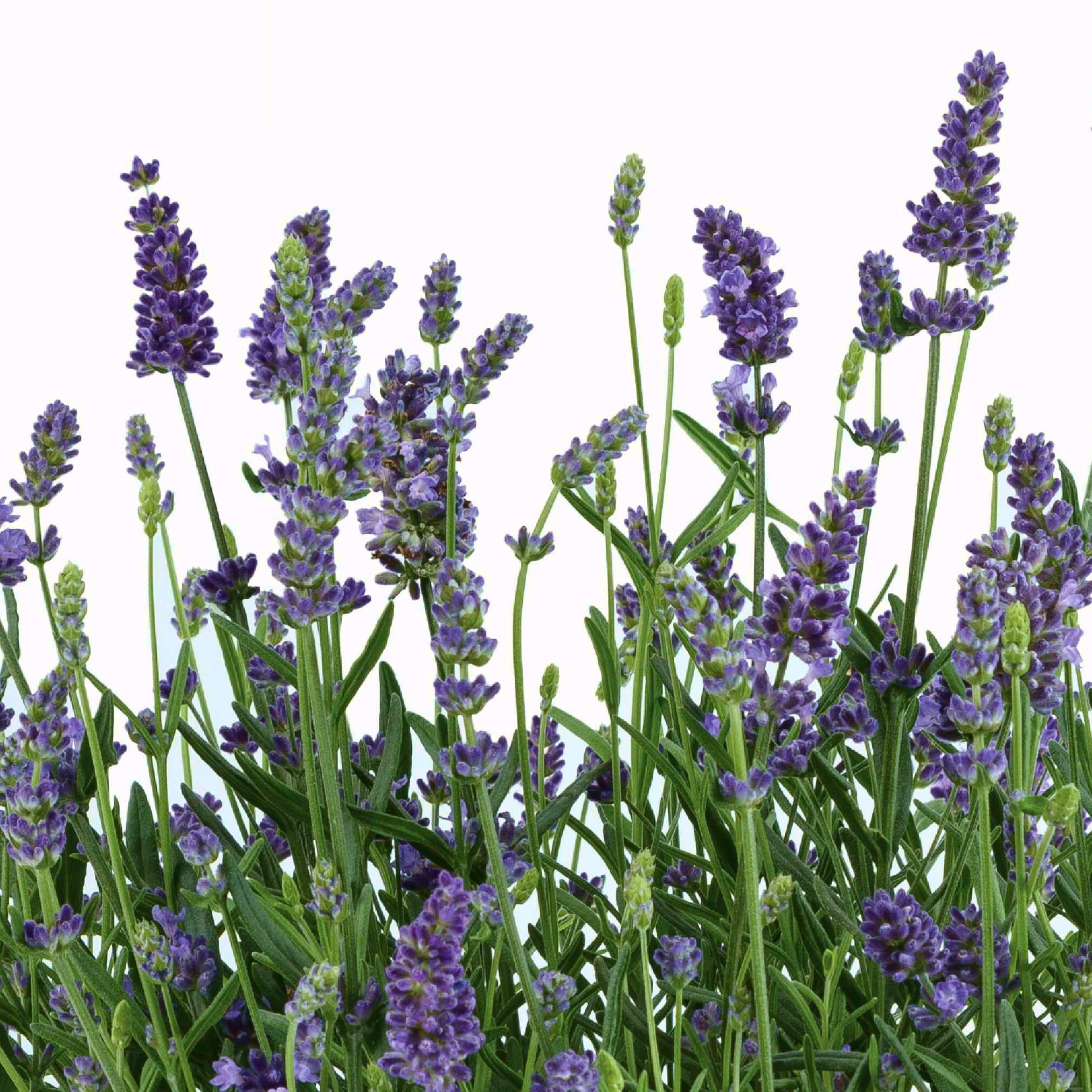 LAVANDULA LAYLA BLUE - Pépinière La Forêt