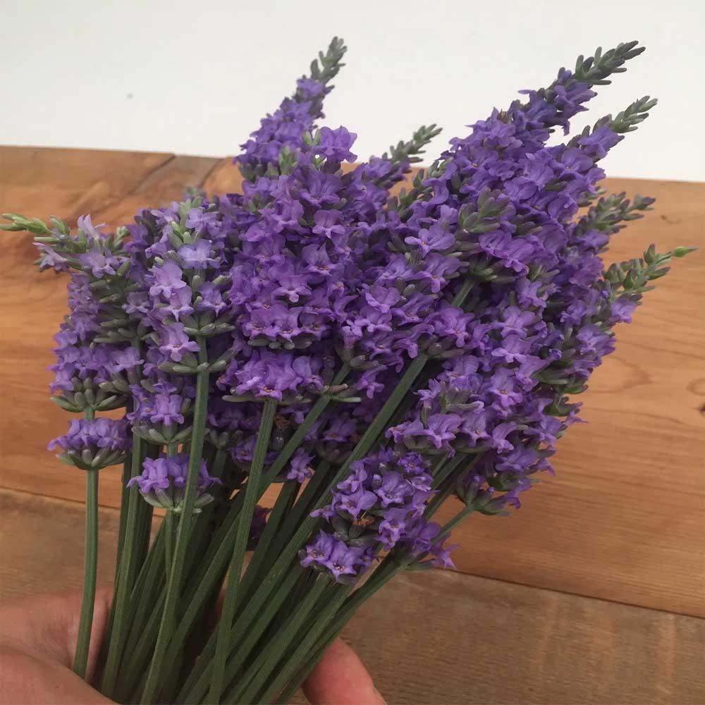 LAVANDULA x  intermedia Sensational ® - Pépinière La Forêt