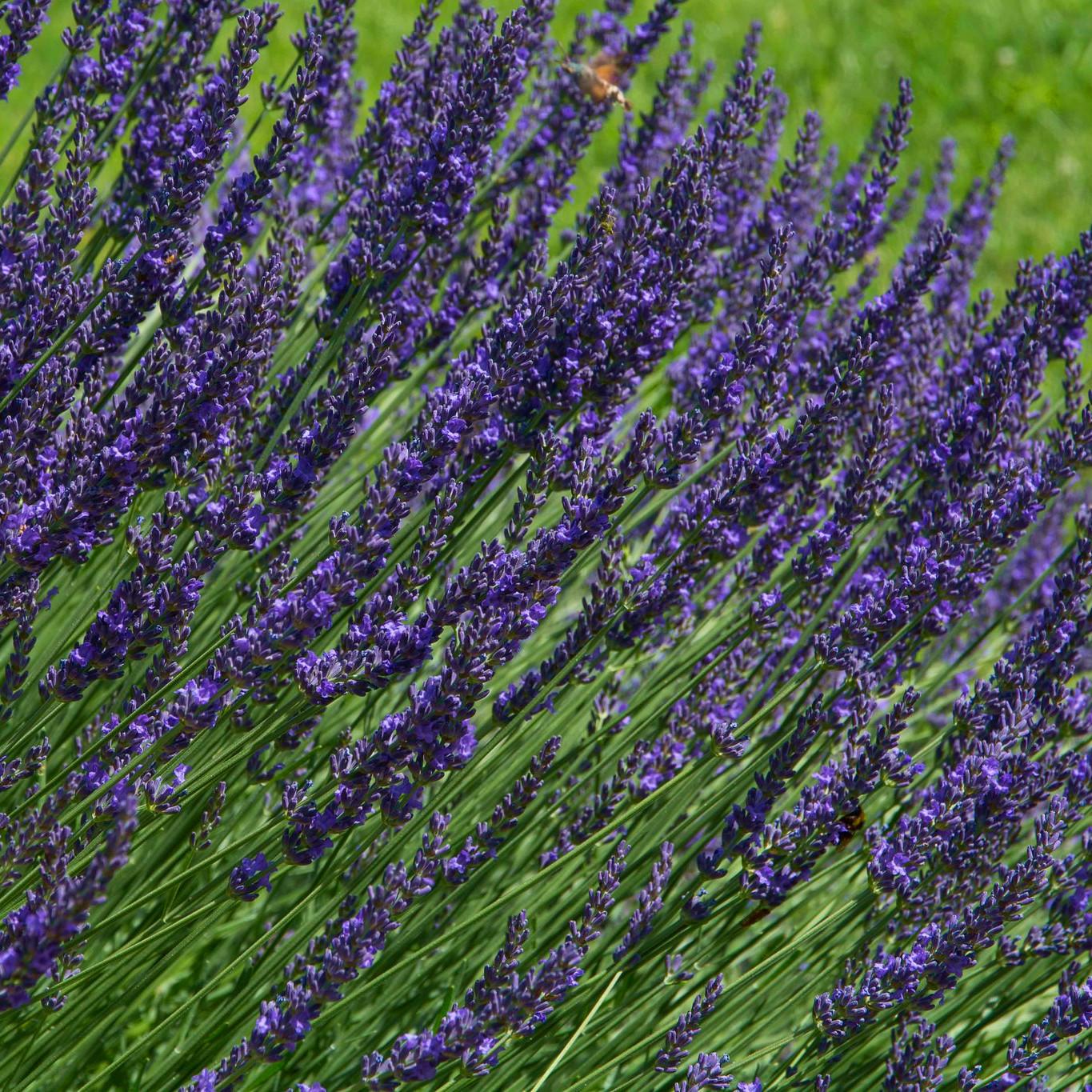 LAVANDULA x  intermedia Sensational ® - Pépinière La Forêt