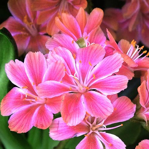 LEWISIA cotyledon Elise Ruby Red - Pépinière La Forêt