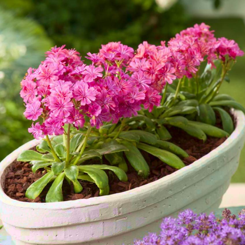 LEWISIA cotyledon Elise Ruby Red - Pépinière La Forêt