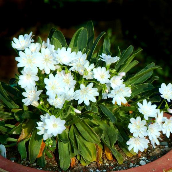 LEWISIA cotyledon Elise White - Pépinière La Forêt