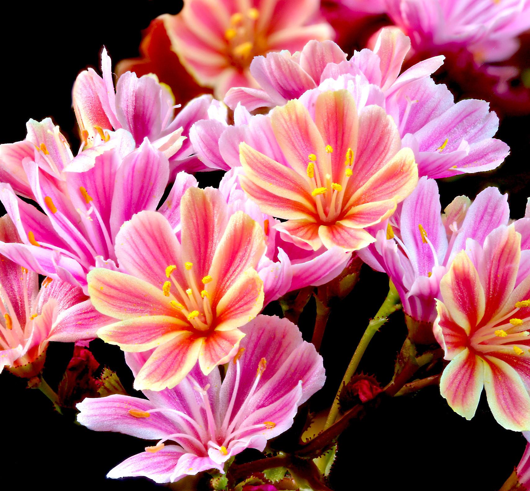 LEWISIA cotyledon Elise - Pépinière La Forêt