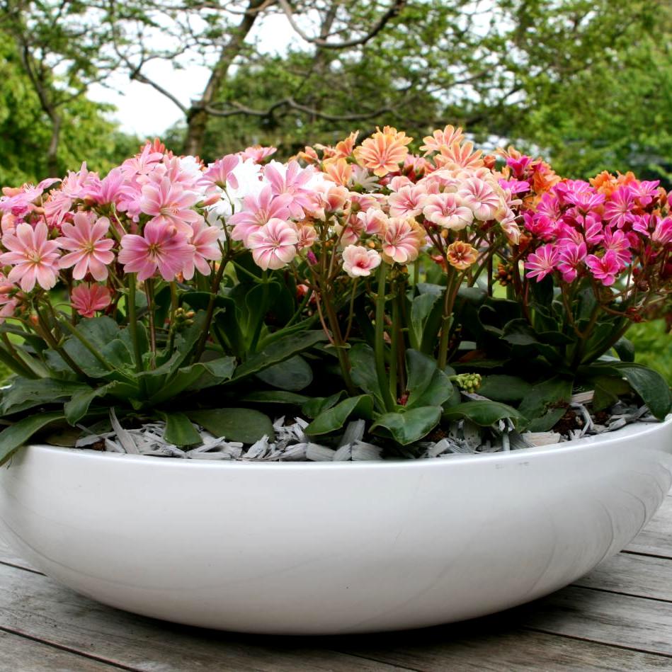 LEWISIA cotyledon Elise - Pépinière La Forêt