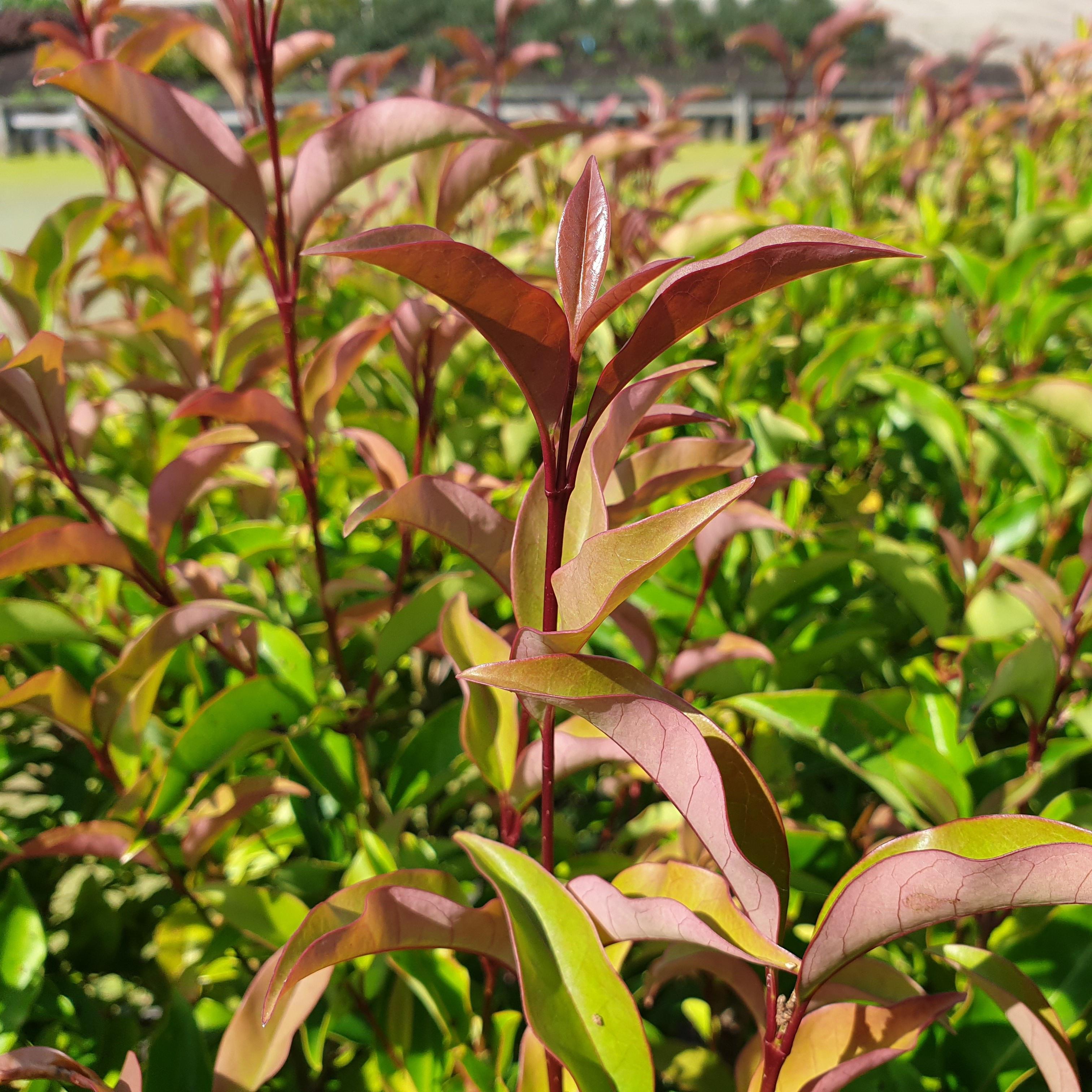 LIGUSTRUM lucidum Green Screen ®  - Pépinière La Forêt