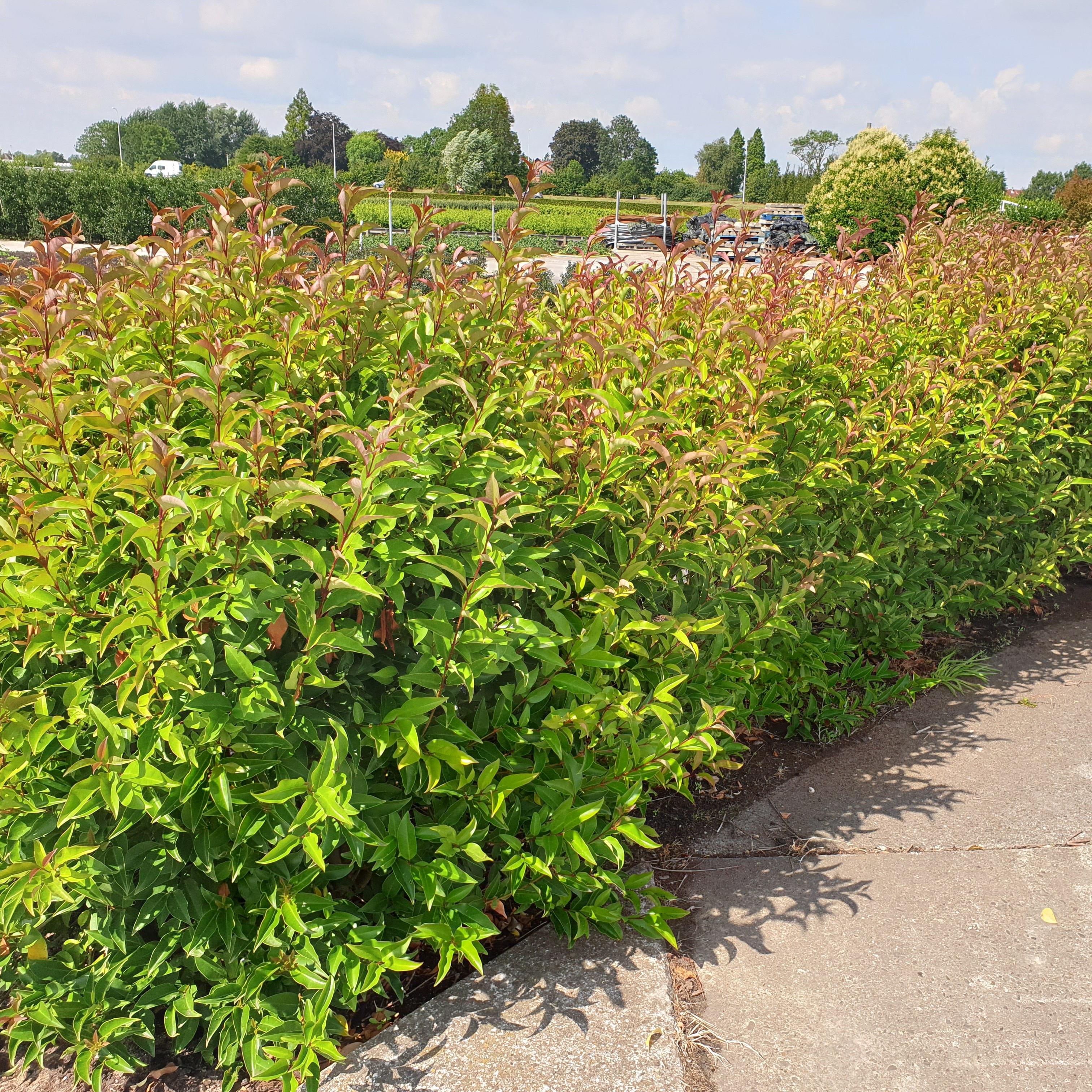 LIGUSTRUM lucidum Green Screen ®  - Pépinière La Forêt