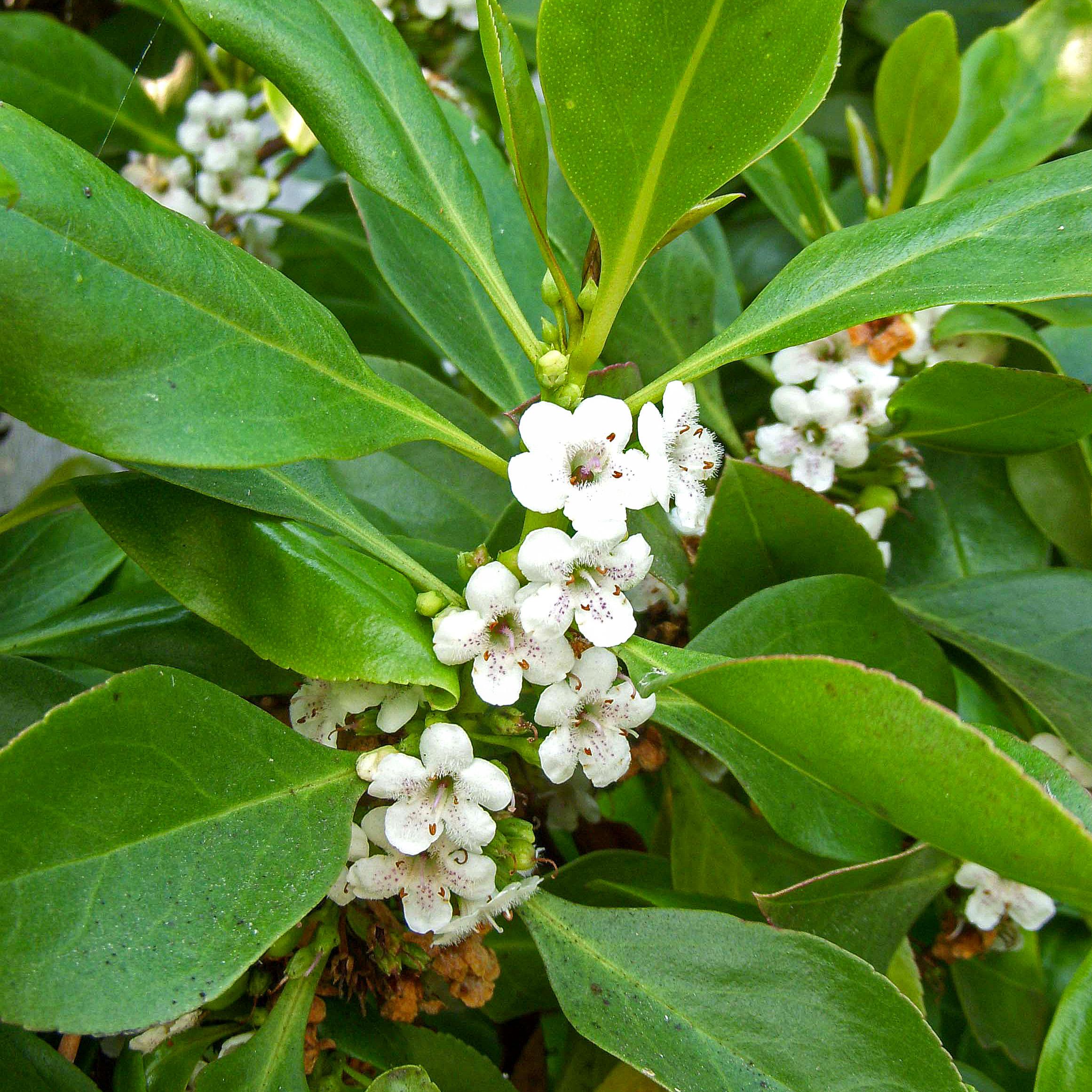 MYOPORUM laetum - Pépinière La Forêt