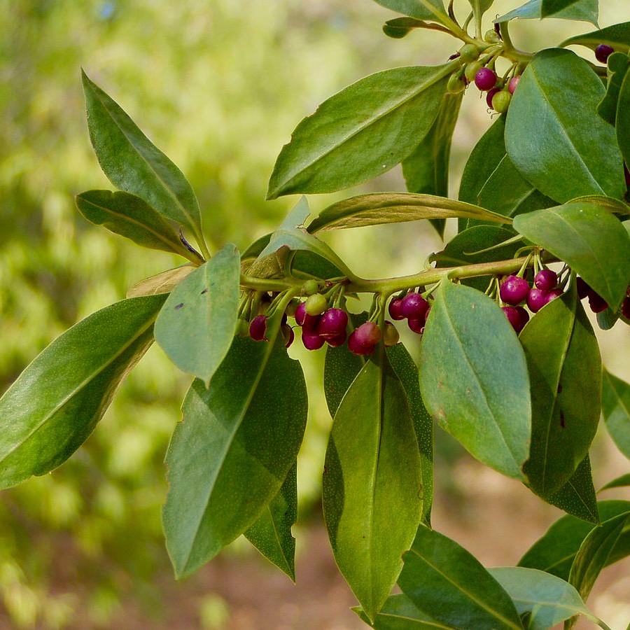 MYOPORUM laetum - Pépinière La Forêt