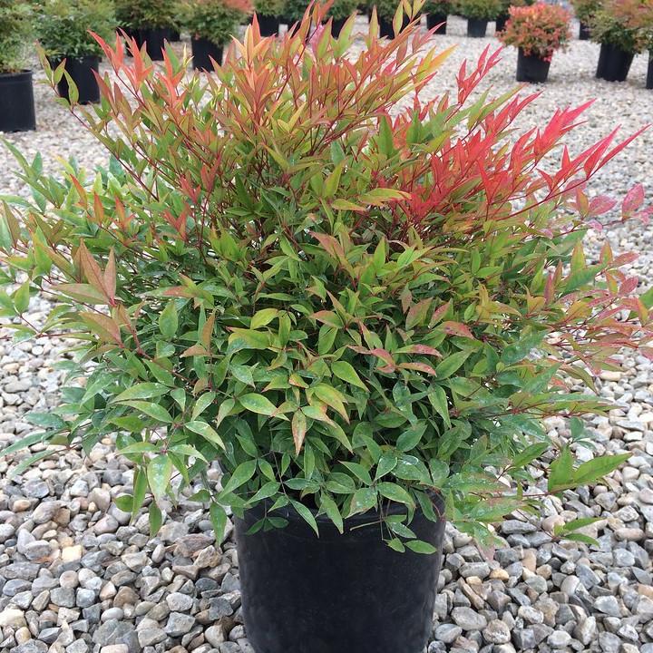 NANDINA domestica MoonBay  - Pépinière La Forêt