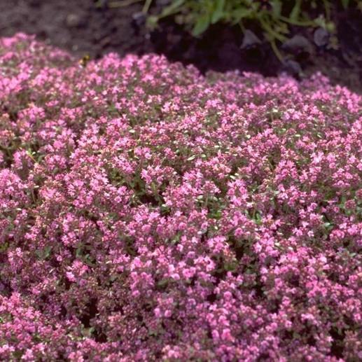 THYMUS praecox Hall's Variety Rosa - Pépinière La Forêt