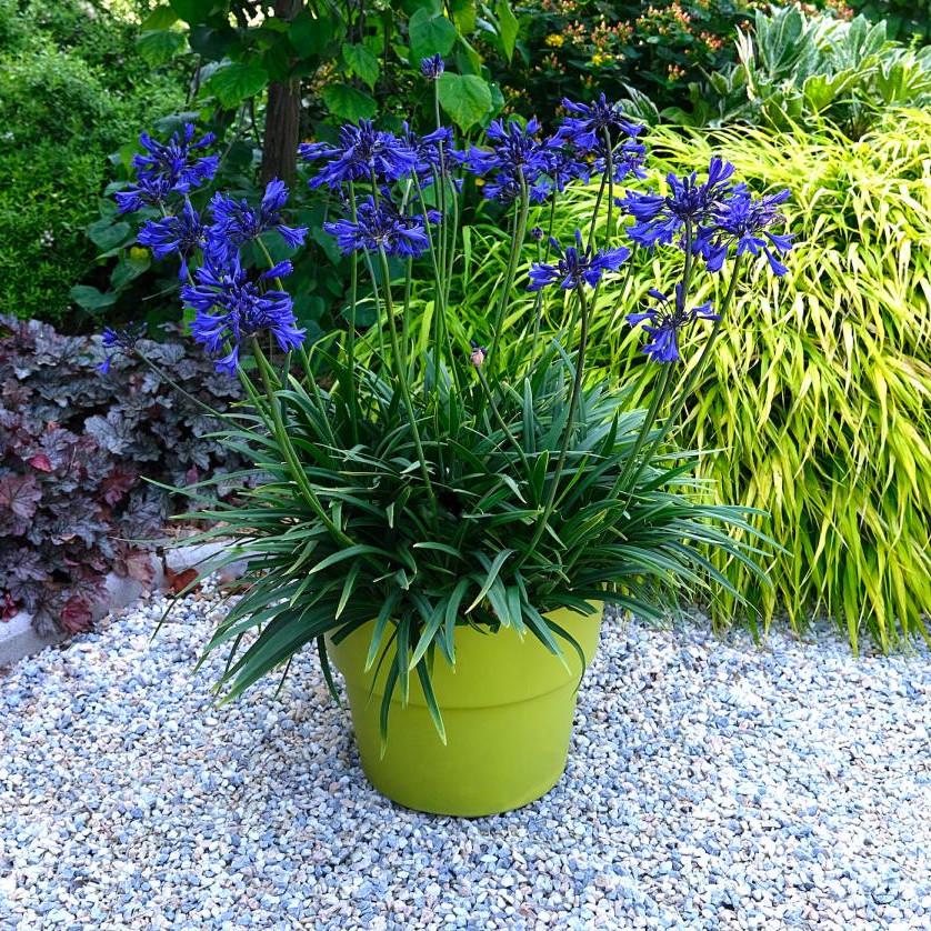 AGAPANTHUS Starry Night - Pépinière La Forêt