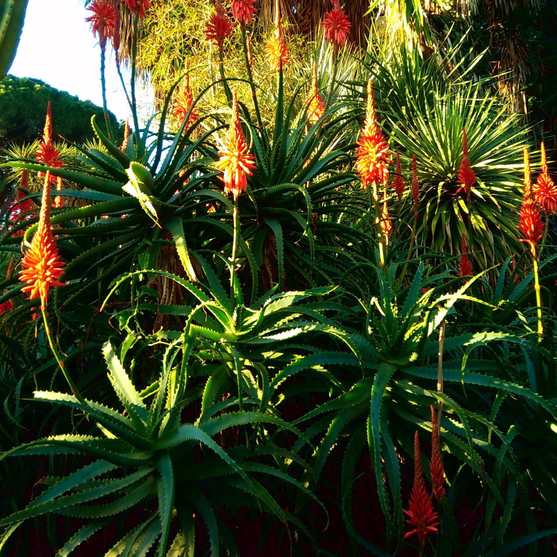 ALOE arborescens  - Pépinière La Forêt