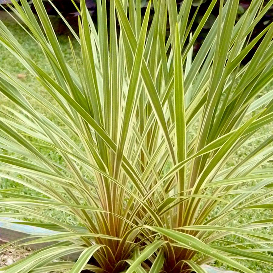 CORDYLINE Fantasy ®  - Pépinière La Forêt