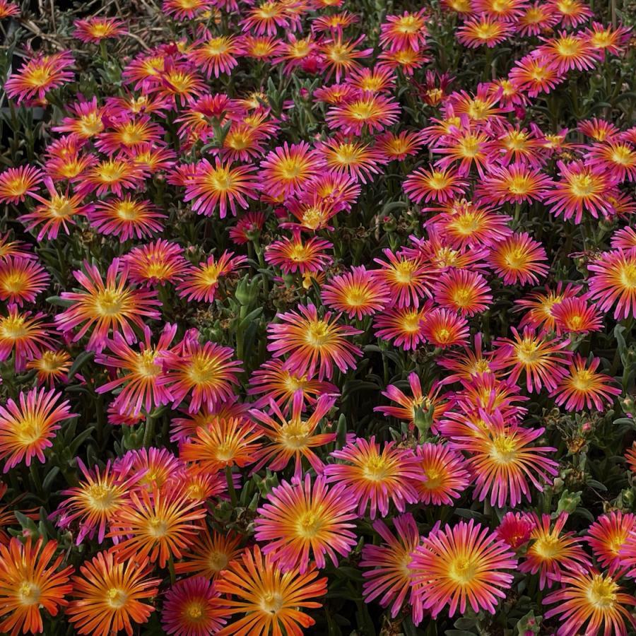 DELOSPERMA Ocean Sunset Orange Glow ®  - Pépinière La Forêt