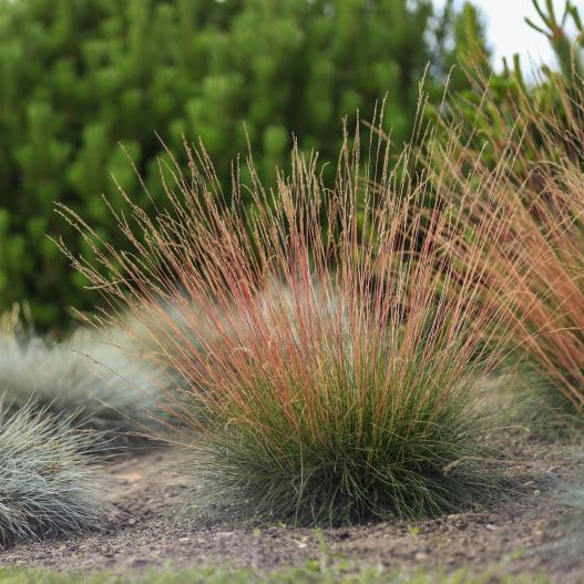 FESTUCA glauca Sunrise ® - Pépinière La Forêt