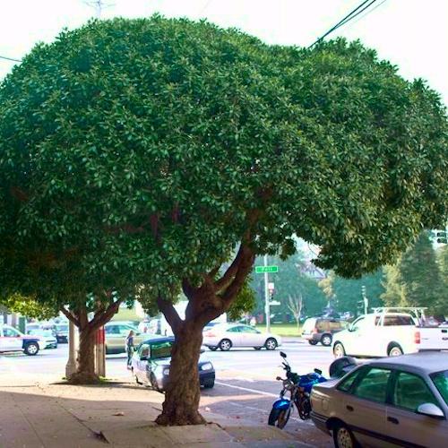 MYOPORUM laetum - Pépinière La Forêt