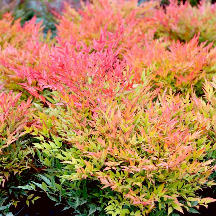 NANDINA domestica MoonBay  - Pépinière La Forêt