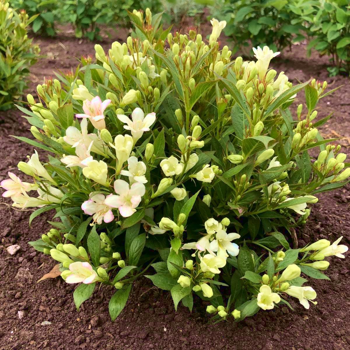 WEIGELA hybride Picobella Bianco ® - Pépinière La Forêt