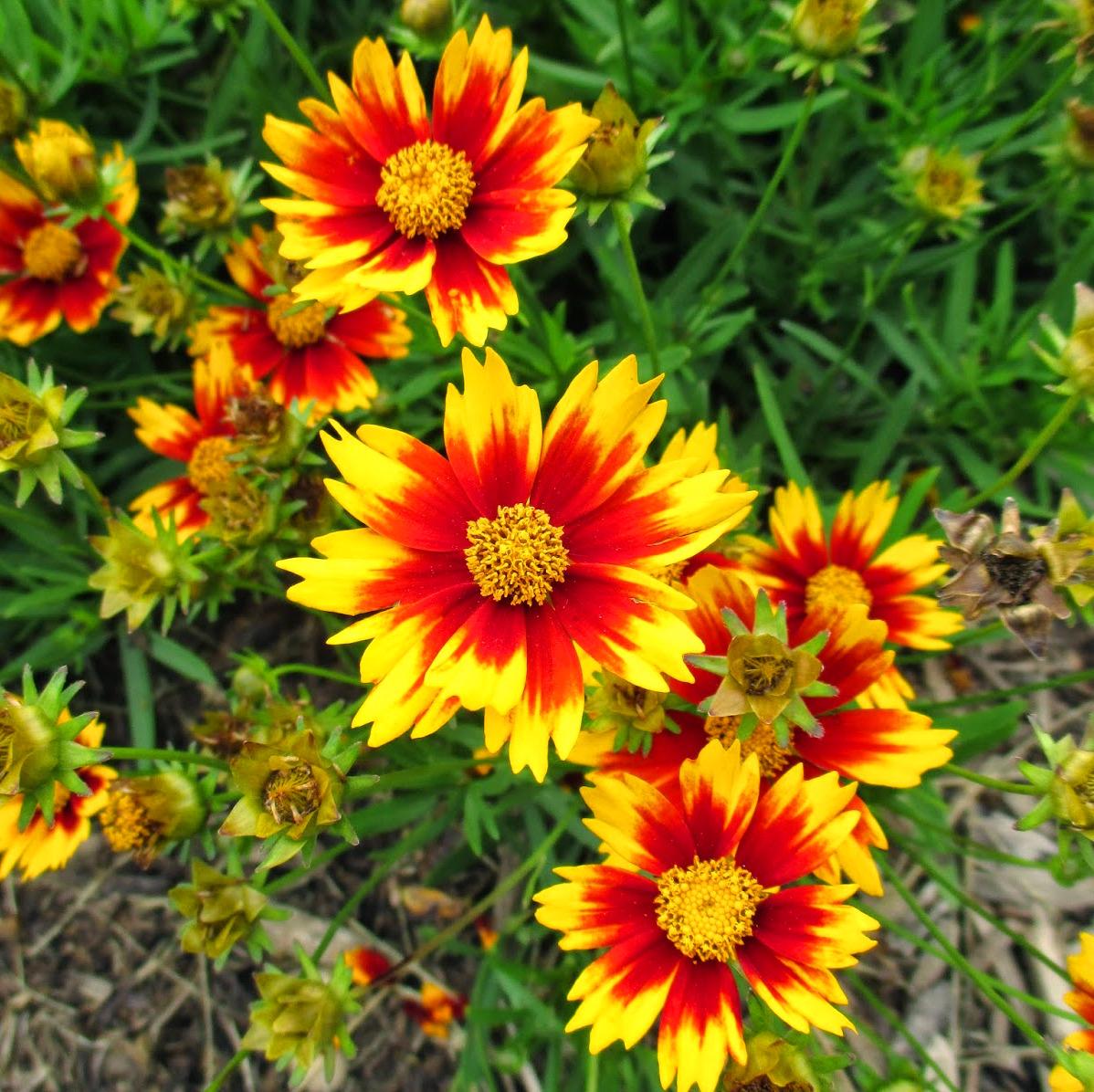 COREOPSIS Little Bang Daybreak ®  - Pépinière La Forêt