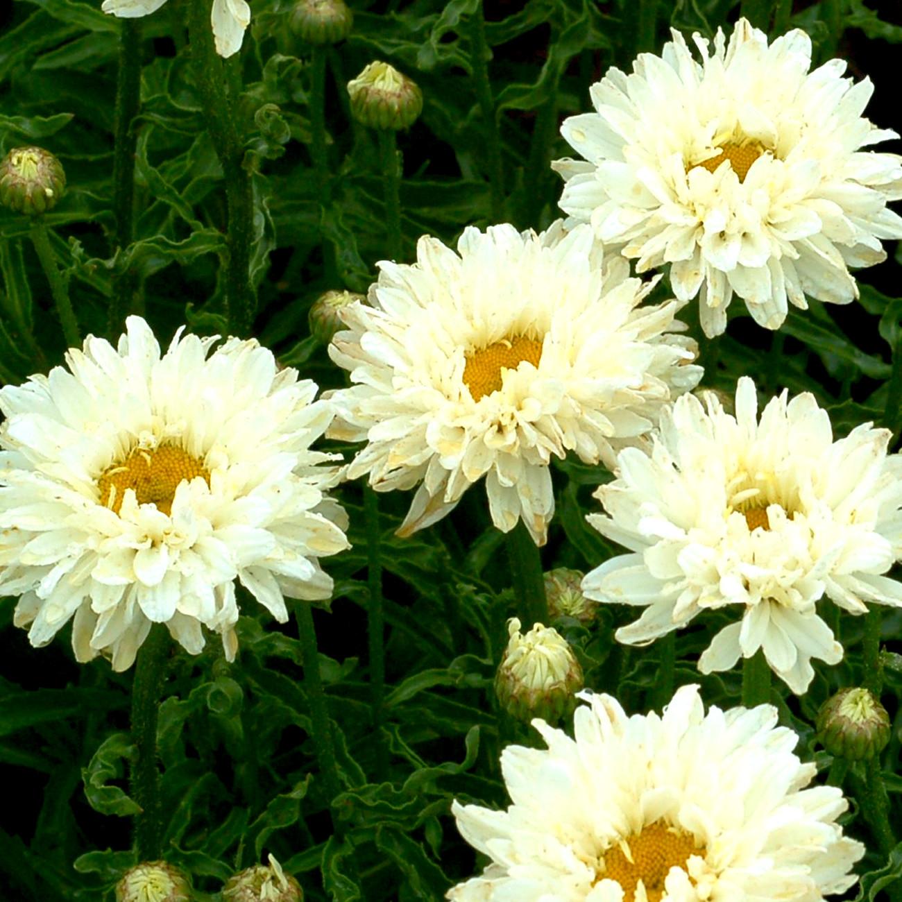 LEUCANTHEMUM Victorian Secret ® - Pépinière La Forêt