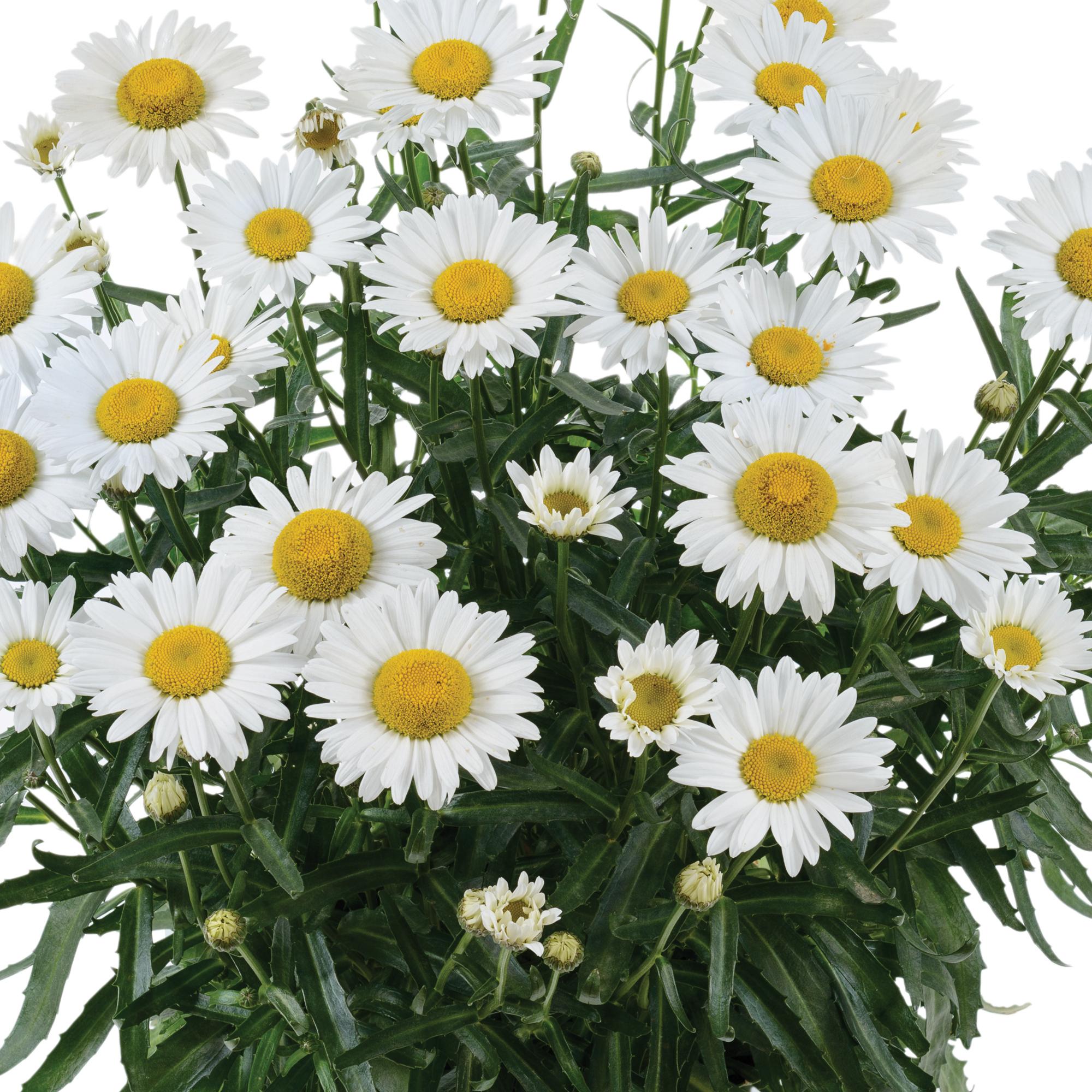 LEUCANTHEMUM LUCILE CHIC - Pépinière La Forêt