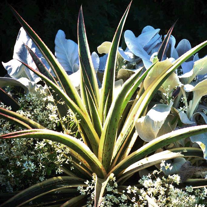 Agave Manfredii SNOW LEOPARD ® ( Mangave) - Pépinière La Forêt